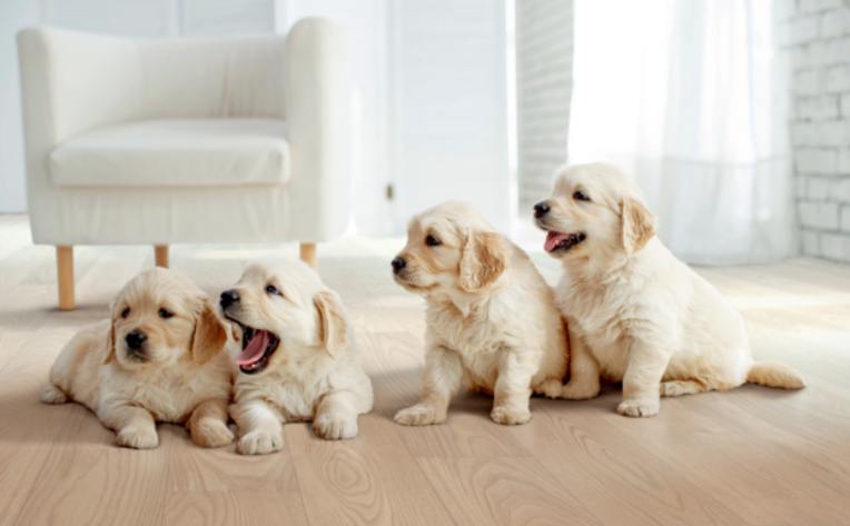 Golden retriever puppies on wood look flooring in living room